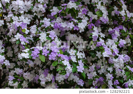 Very fragrant American jasmine flowers 128292221