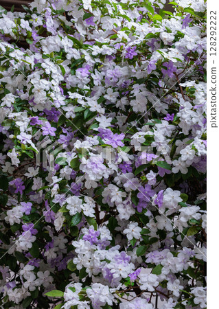 Very fragrant American jasmine flowers Very fragrant American jasmine flowers 128292222