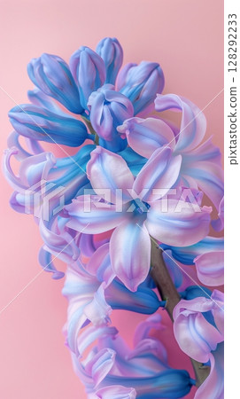 Hyacinth flower with leaves beauty blooming petal story blue background 128292233
