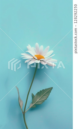 Daisy flower with leaves beauty blooming petal story purple background Daisy flower with leaves beauty blooming petal story purple background 128292250