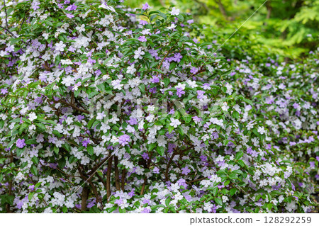 bloom, blossom, blossoms 128292259