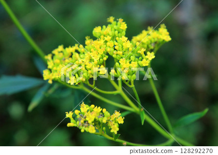 Yellow flower Yellow flower 128292270