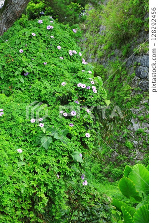 座喜味城遺址盛開的琉球牽牛花 128292456
