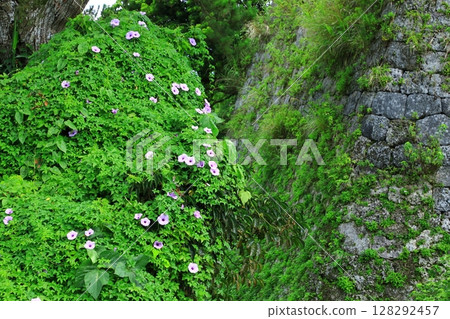 座喜味城遺址盛開的琉球牽牛花 座喜味城遺址盛開的琉球牽牛花 128292457