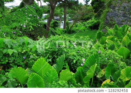 座喜味城遺址盛開的琉球牽牛花 128292458