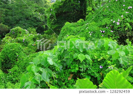座喜味城遺址盛開的琉球牽牛花 128292459