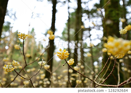 Mitsumata flowers in full bloom Mitsumata flowers in full bloom 128292684