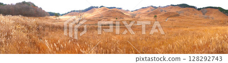 A large group of Susuki of Akine Peak Plain (Tonomi Kogensen) / Snow Hikomine Mountain Prefectural Nature Park 128292743