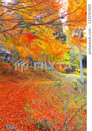 納吉山山麓的“菩提寺大銀杏樹”/國家指定天然紀念物 納吉山山麓的“菩提寺大銀杏樹”/國家指定天然紀念物 128292808