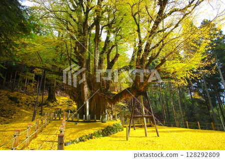 納吉山山麓的“菩提寺大銀杏樹”/國家指定天然紀念物 納吉山山麓的“菩提寺大銀杏樹”/國家指定天然紀念物 128292809