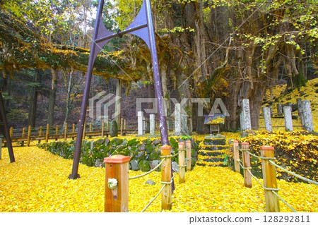 納吉山山麓的“菩提寺大銀杏樹”/國家指定天然紀念物 128292811