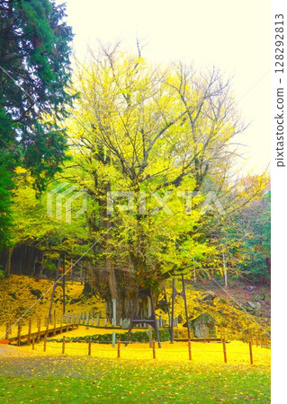 納吉山山麓的“菩提寺大銀杏樹”/國家指定天然紀念物 128292813