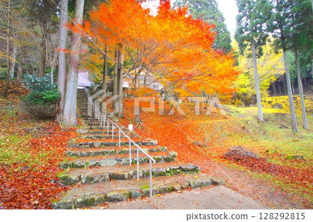 納吉山山麓的“菩提寺大銀杏樹”/國家指定天然紀念物 納吉山山麓的“菩提寺大銀杏樹”/國家指定天然紀念物 128292815