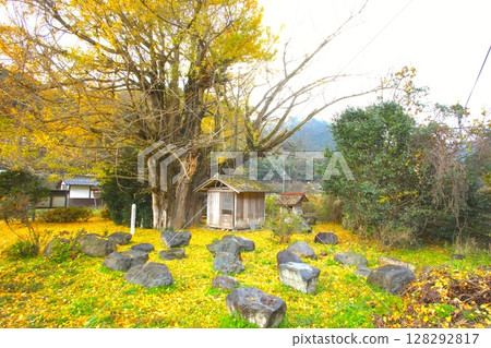 "Amida-do Ginkgo" at the foot of Mount Nagi / Nationally designated natural monument 128292817