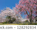 世界遺產、國寶姬路城與西之丸庭園的紅白櫻花 / 平成百景 / 日本百處賞櫻勝地 / 日本百處名城 128292834
