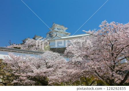 "World Heritage Site" "National Treasure" Himeji Castle, cherry blossoms in full bloom from Sannomaru Square / 100 Views of the Heisei Era / Top 100 Cherry Blossom Spots in Japan / Japan 100 "World Heritage Site" "National Treasure" Himeji Castle, cherry blossoms in full bloom from Sannomaru Square / 100 Views of the Heisei Era / Top 100 Cherry Blossom Spots in Japan / Japan 100 128292835