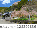 善勝寺的聖福寺櫻 / 姬路市安富町 / 40 至 60 瓣的稀有櫻花 128292836