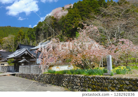 Shoufukuji Sakura (Shoufukujizakura) at Zenshoji Temple / Yasutomi-cho, Himeji City / A rare cherry blossom with 40 to 60 petals Shoufukuji Sakura (Shoufukujizakura) at Zenshoji Temple / Yasutomi-cho, Himeji City / A rare cherry blossom with 40 to 60 petals 128292836