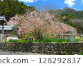 善勝寺的聖福寺櫻 / 姬路市安富町 / 40 至 60 瓣的稀有櫻花 128292837