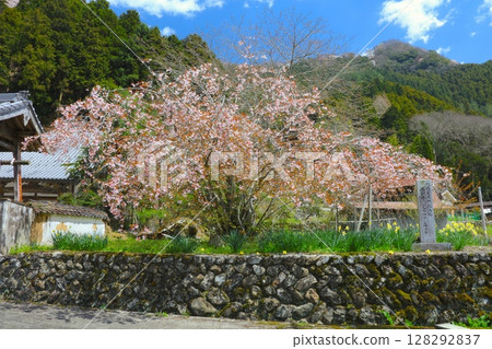 Shoufukuji Sakura (Shoufukujizakura) at Zenshoji Temple / Yasutomi-cho, Himeji City / A rare cherry blossom with 40 to 60 petals Shoufukuji Sakura (Shoufukujizakura) at Zenshoji Temple / Yasutomi-cho, Himeji City / A rare cherry blossom with 40 to 60 petals 128292837