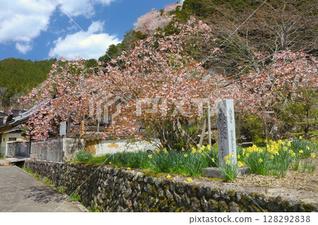 善勝寺的聖福寺櫻 / 姬路市安富町 / 40 至 60 瓣的稀有櫻花 善勝寺的聖福寺櫻 / 姬路市安富町 / 40 至 60 瓣的稀有櫻花 128292838