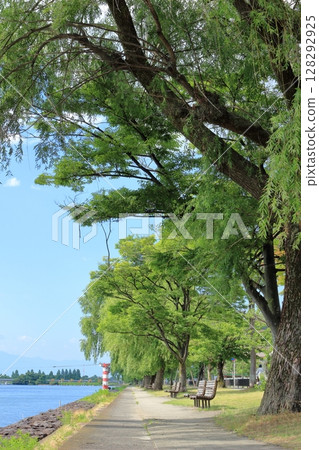 Promenade and trees along the shore of Lake Biwa in summer 128292925