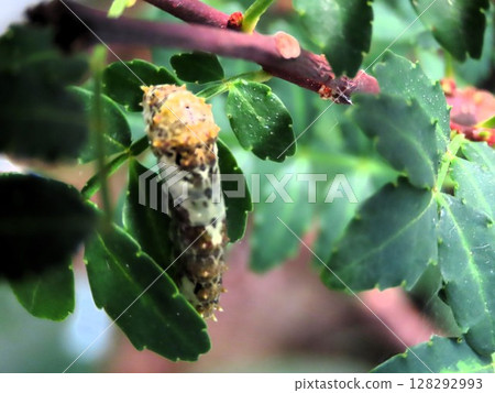 Insects: Japanese pepper leaves: swallowtail butterfly larvae: our flower bed Insects: Japanese pepper leaves: swallowtail butterfly larvae: our flower bed 128292993