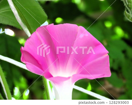 Summer flower "Morning glory" Morning glory: Flower in the flower bed 128293003