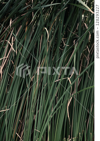 Real photo taken by human reed grass natural plant outdoor botanical pattern green background bg 128293227