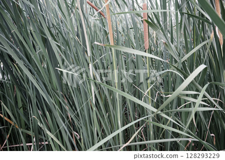 Photo made by hand taken green reed grass natural plant floral aesthetic nature wide background 128293229