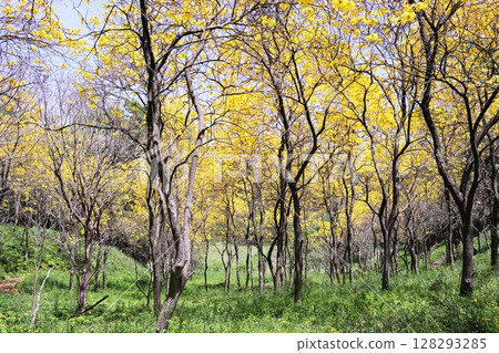 Beautiful Brazilian native ipê flower Beautiful Brazilian native ipê flower 128293285