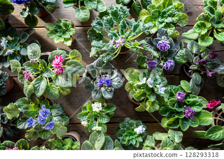 Violets pansies in botanical shop, diverse plant species for purchase. Flower market stock sale Violets pansies in botanical shop, diverse plant species for purchase. Flower market stock sale 128293318