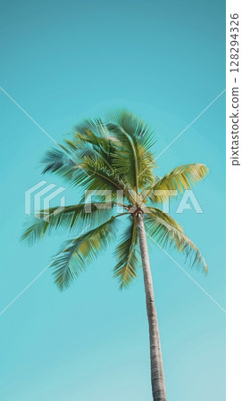 Palm coconut green leaf organic nature environment on solid story background 128294326