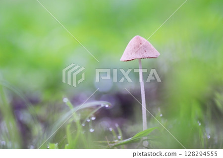 Mushrooms growing on green grass 128294555
