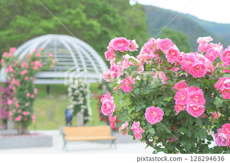 Beautiful pink roses bloom in Higashizawa Rose Park, Yamagata Prefecture 128294636