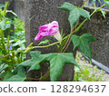 枯萎的紫紅色牽牛花 128294637