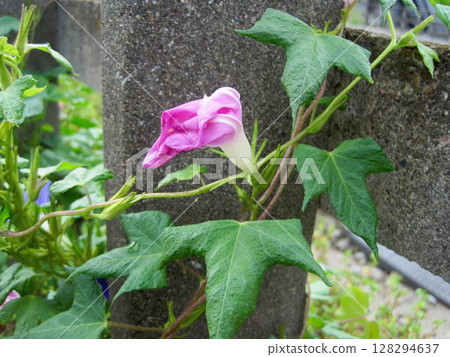 枯萎的紫紅色牽牛花 128294637