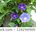 盛開的深藍紫色牽牛花和淺藍紫色牽牛花 128294900