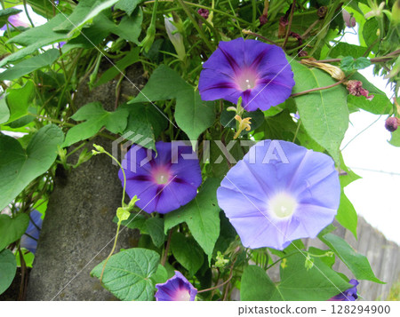 盛開的深藍紫色牽牛花和淺藍紫色牽牛花 盛開的深藍紫色牽牛花和淺藍紫色牽牛花 128294900