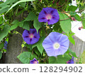 盛開的深藍紫色牽牛花和淺藍紫色牽牛花 128294902
