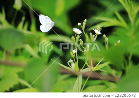 Insects of Hokkaido: Summer type of Ezo striped white butterfly trying to land on a flower 128296578