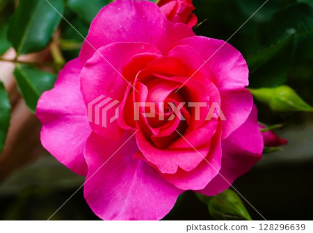 rose	 128296639