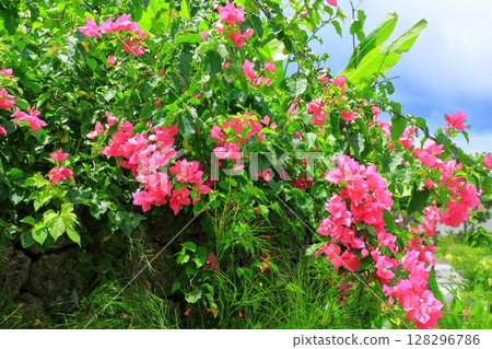 Bougainvillea flowers Bougainvillea flowers 128296786