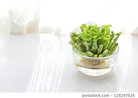 生態回收食物垃圾在水中生長的蘿蔔葉 生態回收食物垃圾在水中生長的蘿蔔葉 128297028