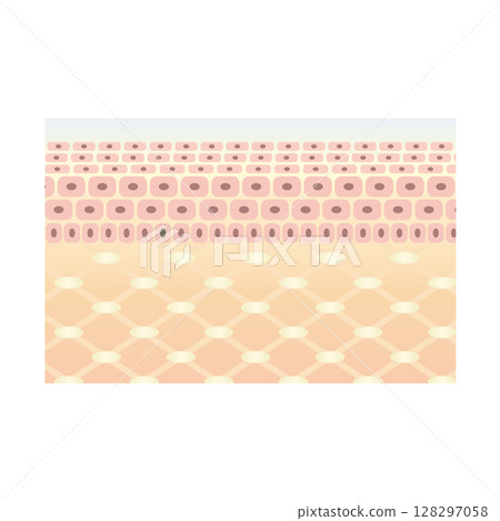 Skin cross section illustration 128297058