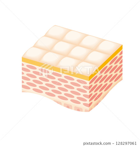 Healthy skin cross section illustration 128297061