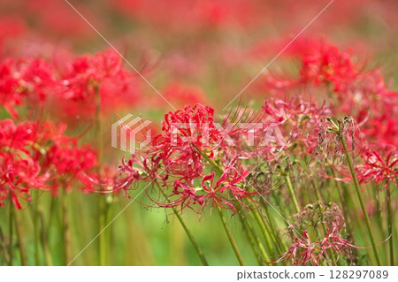 群集孤挺花 128297089