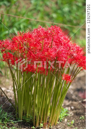 Cluster amaryllis Cluster amaryllis 128297101