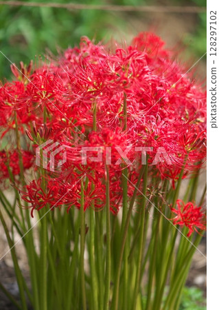 群集孤挺花 128297102