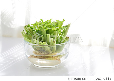 生態回收食物垃圾在水中生長的蘿蔔葉 生態回收食物垃圾在水中生長的蘿蔔葉 128297115